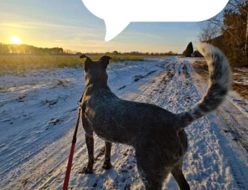Jak dojechać do Merdającego Hoteliku, hotelu dla psów, z Warszawy?